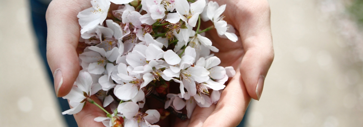 Two hands making the shape of a heart, holding white flowers