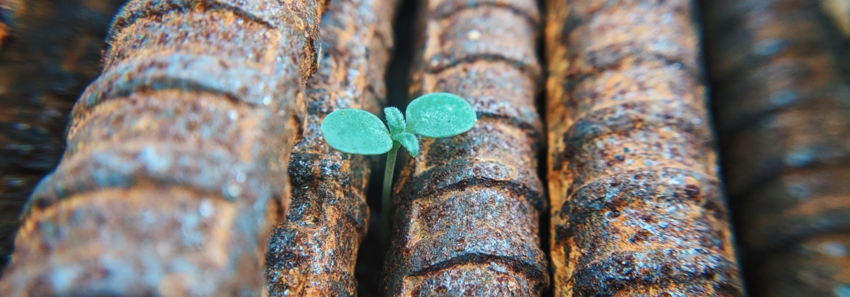 Tiny bud of a green plant, growing in the cracks between old metal pipes